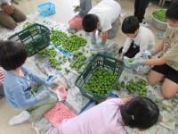 「収穫した梅の実をきれいに拭いています」