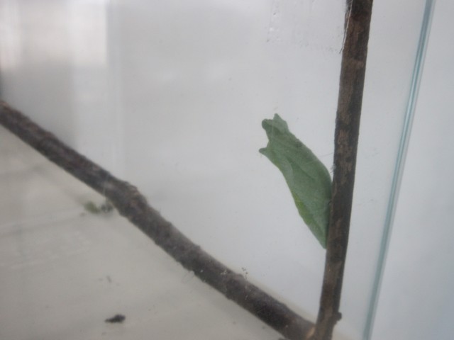 さなぎ